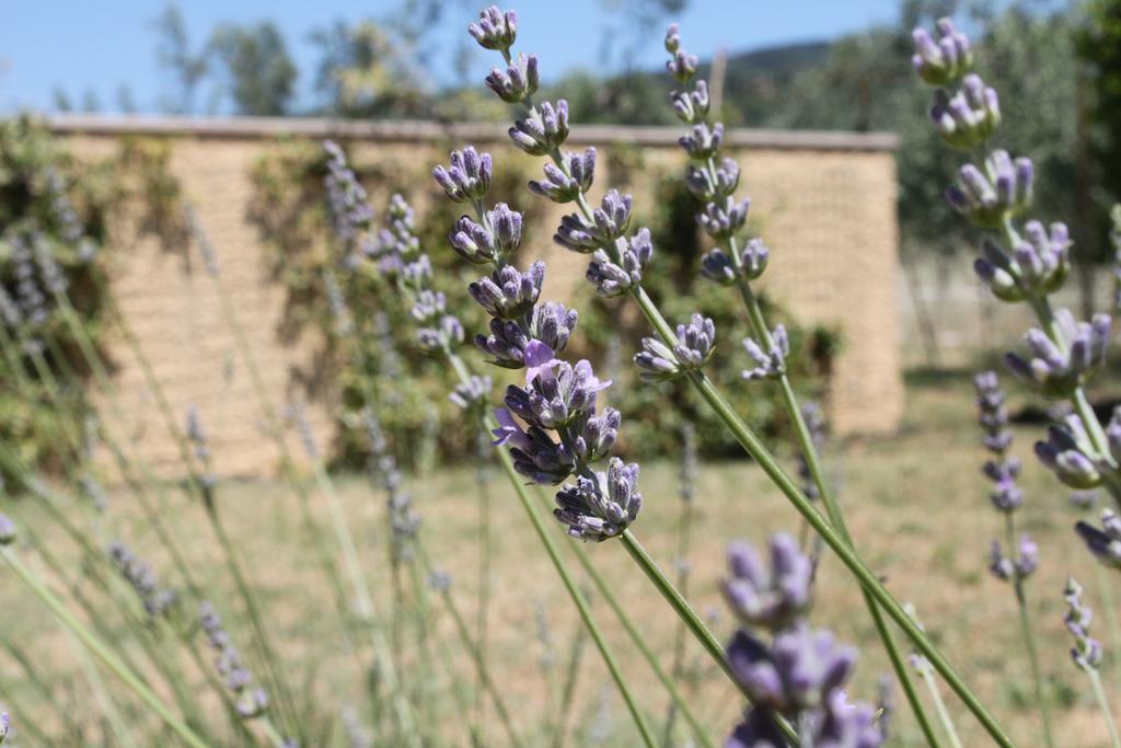 Il Piratello - Agriturismo Baldeschi Tuoro sul Trasimeno Zewnętrze zdjęcie